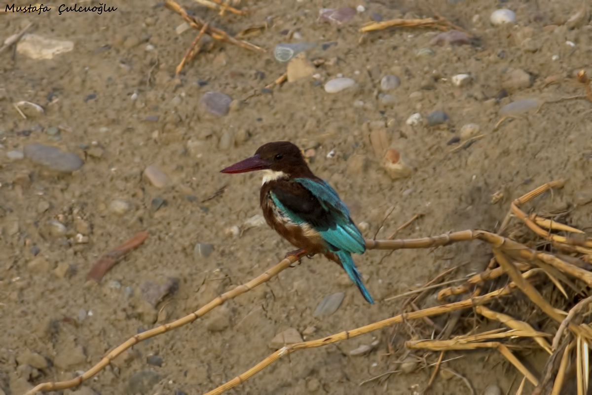 White-throated Kingfisher